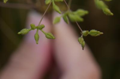<i>Anthriscus caucalis</i>