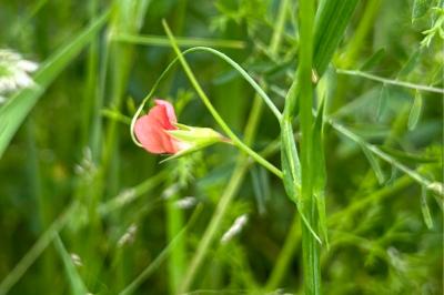 <i>Lathyrus sphaericus</i>