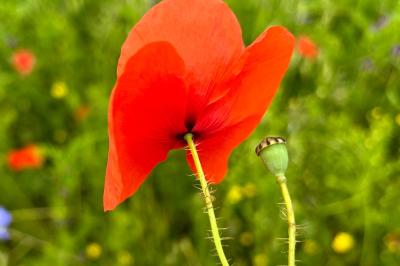 <i>Papaver rhoeas</i>