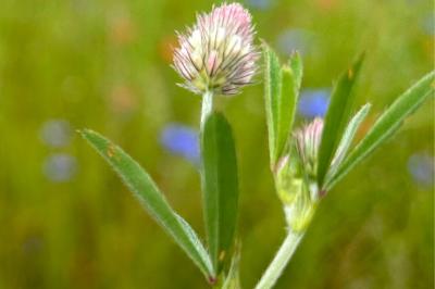 <i>Trifolium arvense</i>