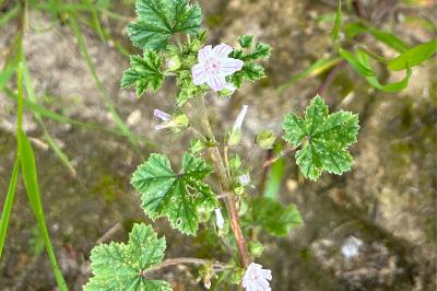 <i>Malva neglecta</i>