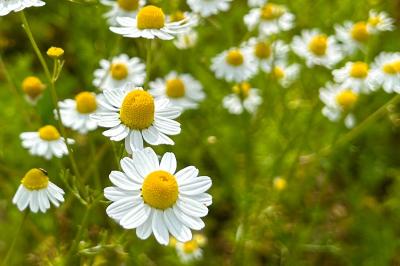 <i>Anthemis cotula</i>