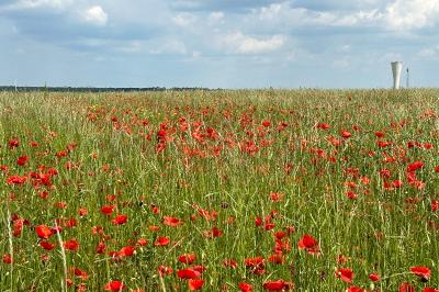 <i>Papaver rhoeas</i>