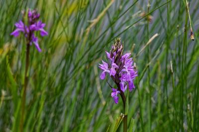 <i>Dactylorhiza elata</i>