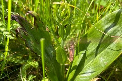 <i>Dactylorhiza viridis</i>