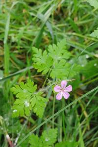 <i>Geranium robertianum</i>