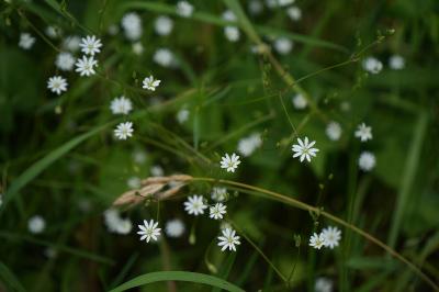 <i>Stellaria graminea</i>