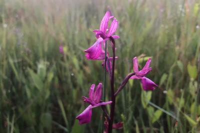 <i>Anacamptis laxiflora</i>