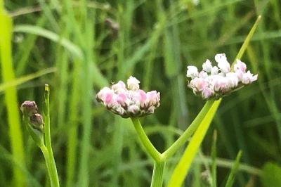 <i>Oenanthe fistulosa</i>