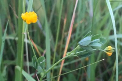 <i>Trifolium patens</i>