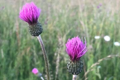 <i>Cirsium tuberosum</i>