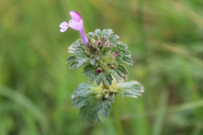 <i>Lamium amplexicaule</i>