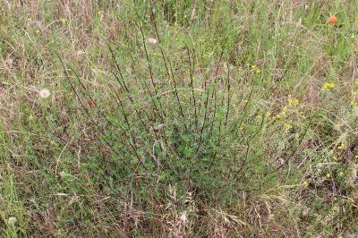 <i>Artemisia campestris</i>