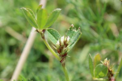<i>Trifolium scabrum</i>