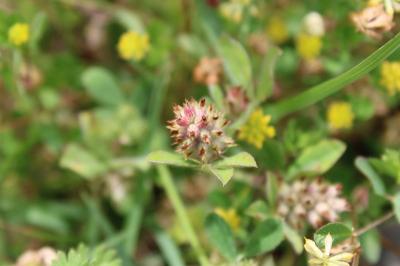 <i>Trifolium scabrum</i>