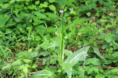 <i>Orchis purpurea</i>