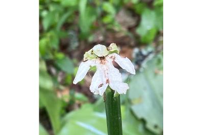 <i>Orchis purpurea</i>