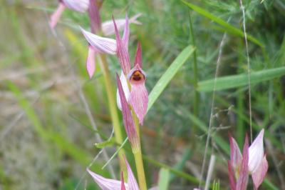 <i>Serapias lingua</i>