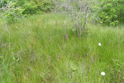 <i>Anacamptis laxiflora</i>