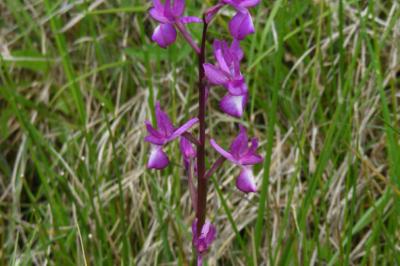<i>Anacamptis laxiflora</i>