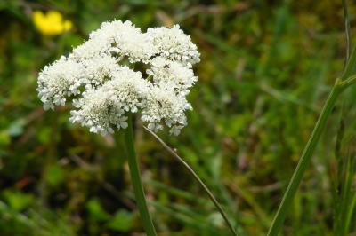 <i>Oenanthe pimpinelloides</i>