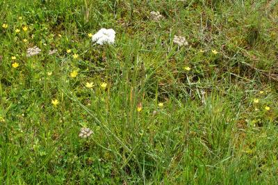 <i>Oenanthe pimpinelloides</i>
