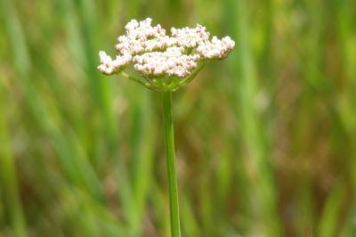 <i>Oenanthe pimpinelloides</i>