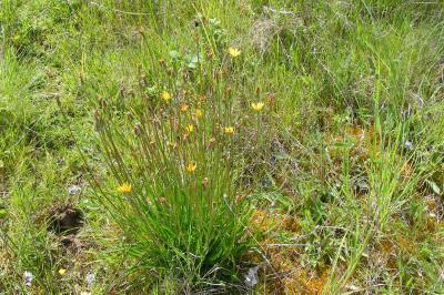 <i>Scorzonera humilis</i>