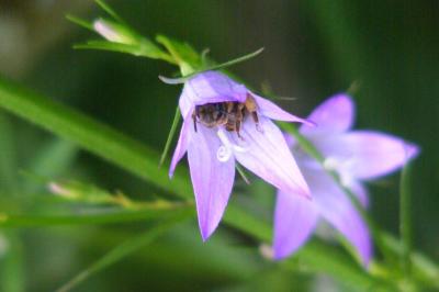 <i>Campanula rapunculus</i>