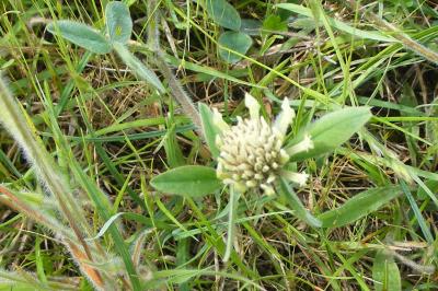 <i>Trifolium ochroleucon</i>