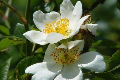 <i>Rosa canina</i>