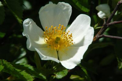 <i>Rosa canina</i>