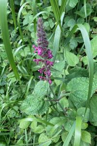 Stachys sylvatica