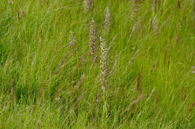 <i>Himantoglossum hircinum</i>