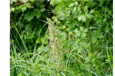 <i>Himantoglossum hircinum</i>
