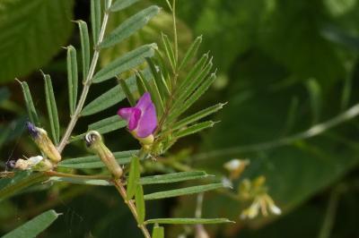 <i>Vicia sativa</i>