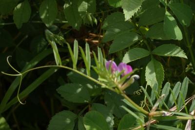 <i>Vicia sativa</i>