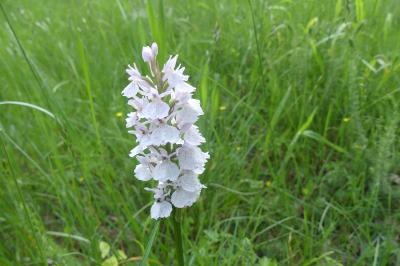 <i>Dactylorhiza maculata</i>