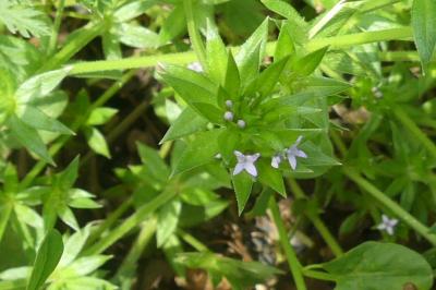 <i>Sherardia arvensis</i>