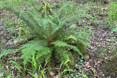 <i>Polystichum setiferum</i>