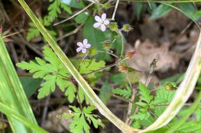 <i>Geranium purpureum</i>