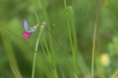<i>Lathyrus nissolia</i>