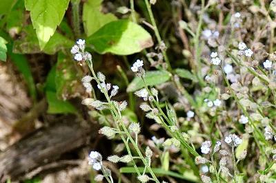 <i>Myosotis arvensis</i>
