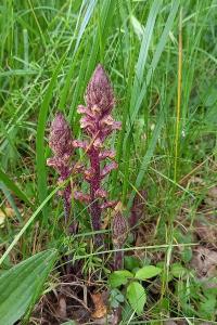 <i>Orobanche</i>