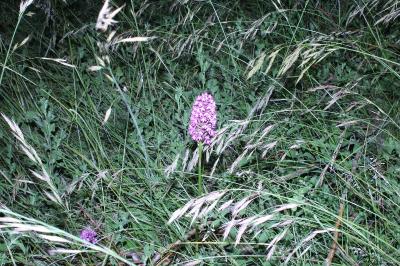 <i>Anacamptis pyramidalis</i>