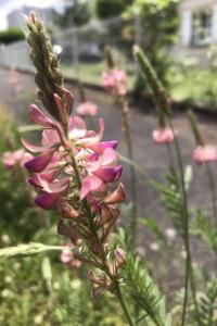 <i>Onobrychis viciifolia</i>