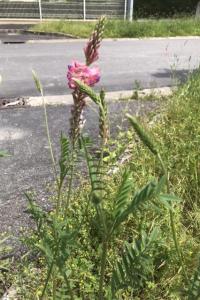 <i>Onobrychis viciifolia</i>