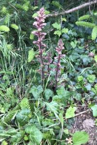 <i>Orobanche</i>