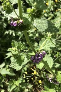 <i>Ballota nigra</i>