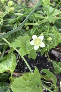<i>Bryonia dioica</i>